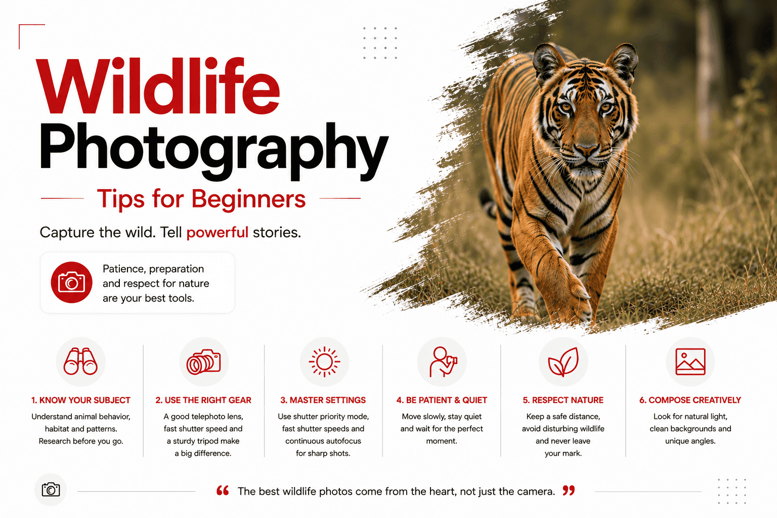 Wildlife Photography Tips for Beginners: The Complete Field Guide