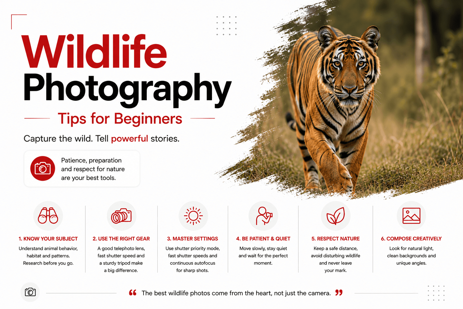 Wildlife Photography Tips for Beginners: The Complete Field Guide